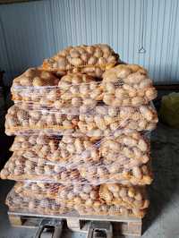 Ziemniaki jadalne Soraya