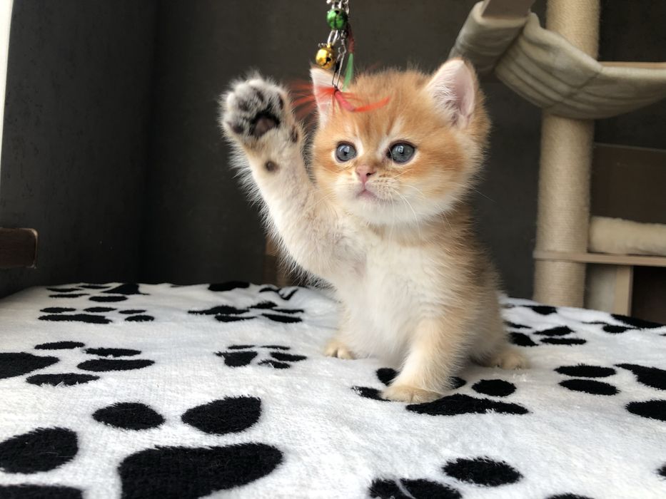 Золотий шиншиловий  Izum