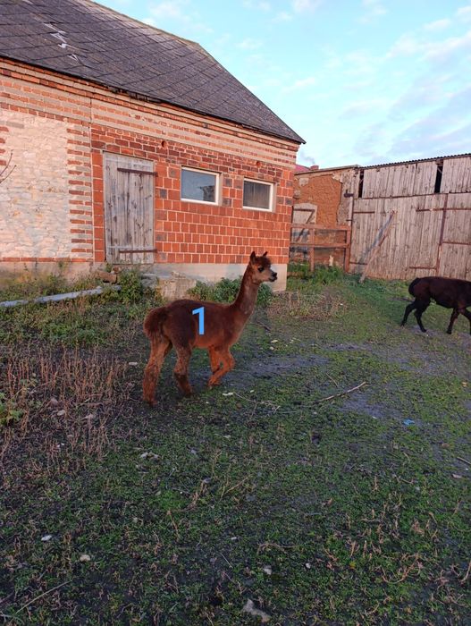 Alpaka Stado alpak alpaki