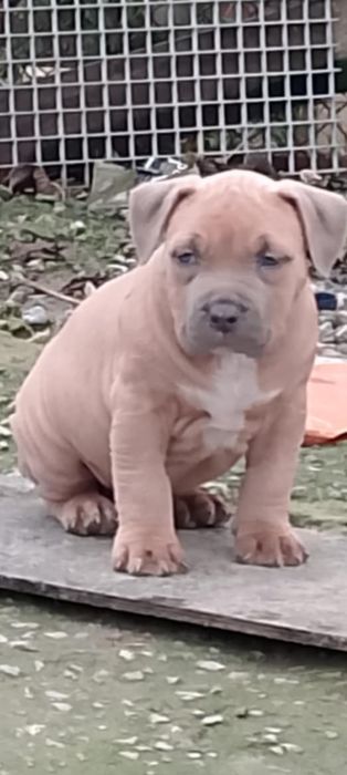 Szczenięta szukają domu