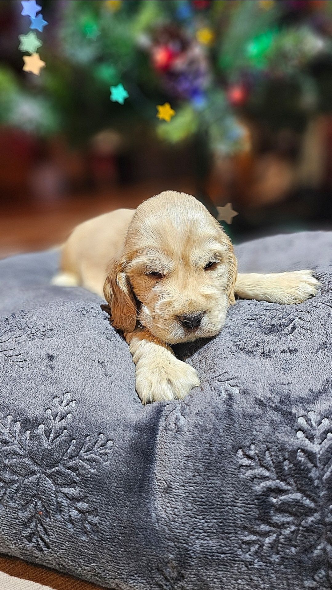 Cocker Spaniel Angielski Suczka złoto - biszkoptowa - Rodowód