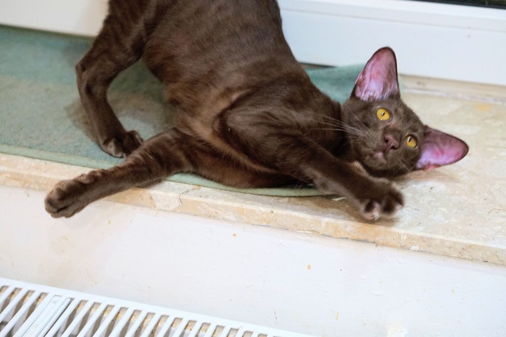 Kocurek orientalny krótkowłosy gotowy do zmiany domku prawdziwy rodowó