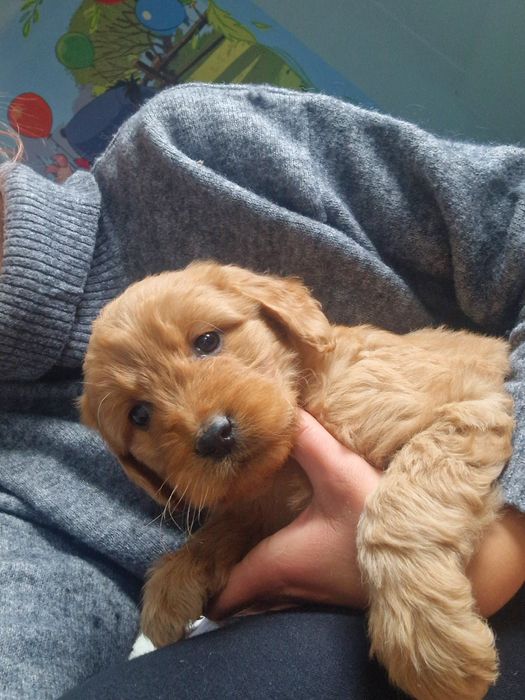 Goldendoodle piękna sunia
