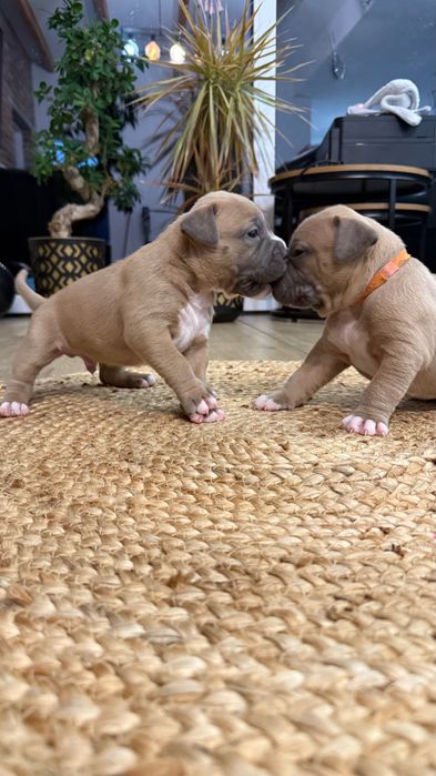 Amstaff-y szukają nowego domu