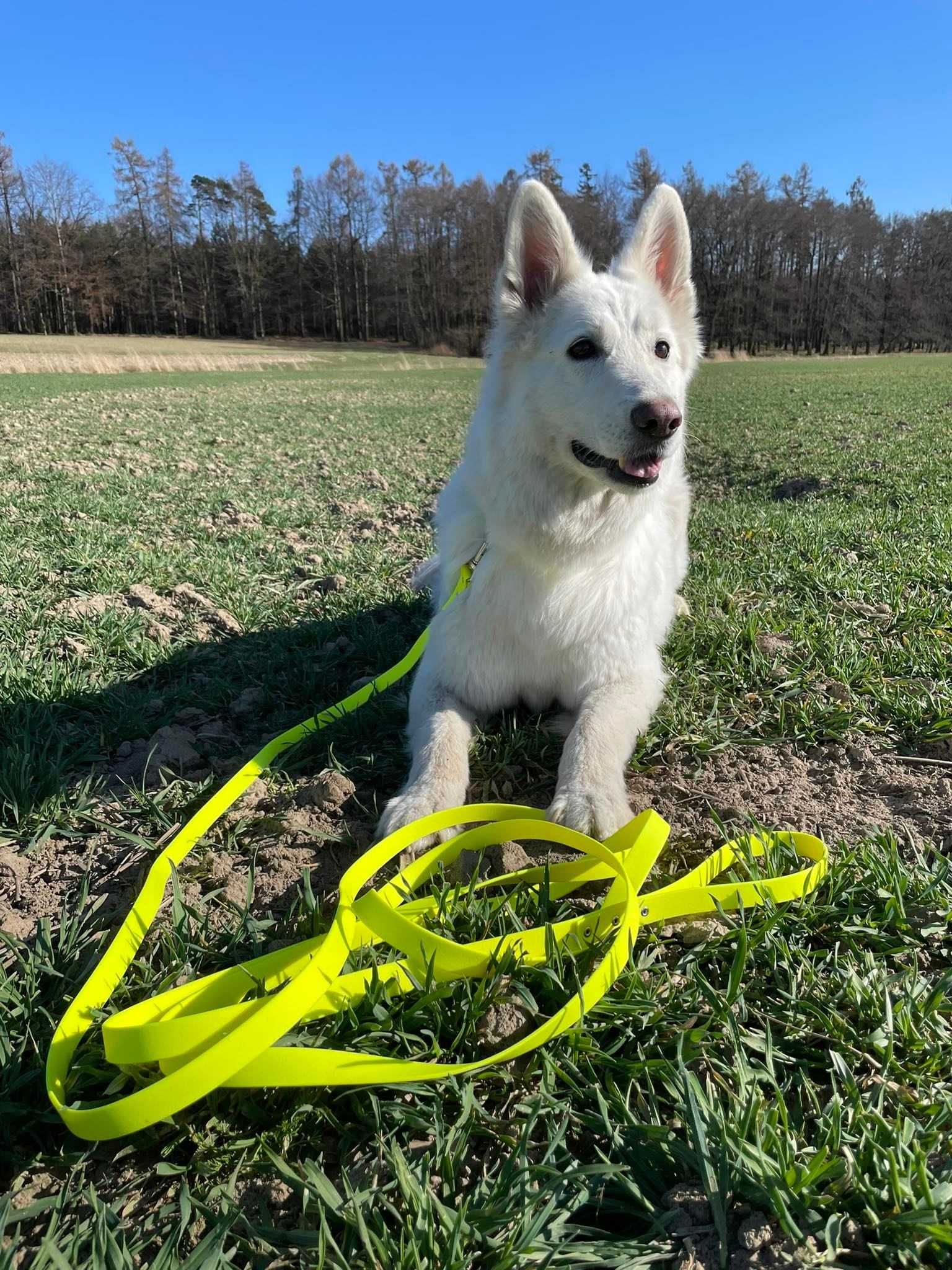 Smycz dla psa linka lonża wodoodporna z MOSIĄDZEM Shelbypets 10M 1.6CM