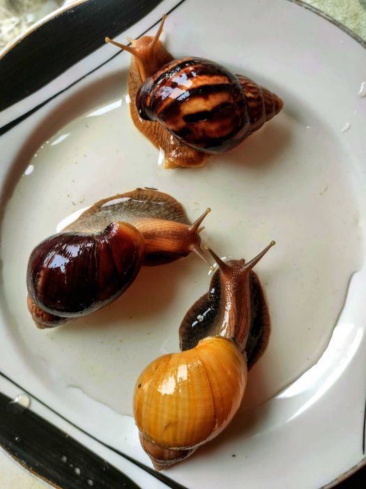 Улитки ахатины косметические и все для них