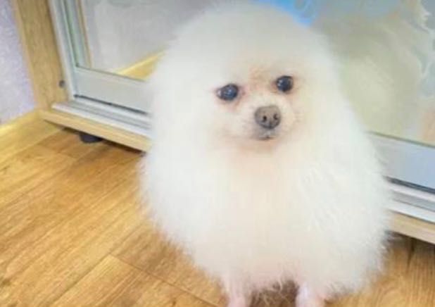 Продається собачка породи шпіц 2 роки 1 місяць дружелюбний та активний