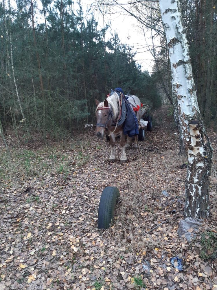 Klacz zimnokrwista