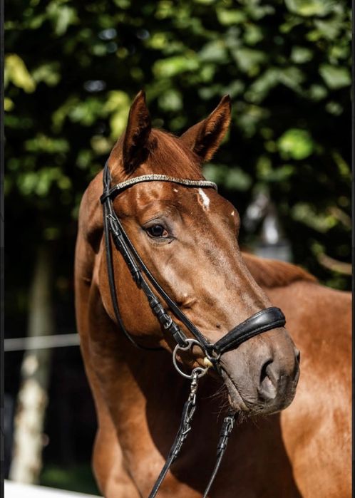 Kasztanowaty wałach 4 lata.