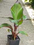 Sprzedam Bananowce Abisyńskie Ensete Maurelli (czerwone) sadzonki