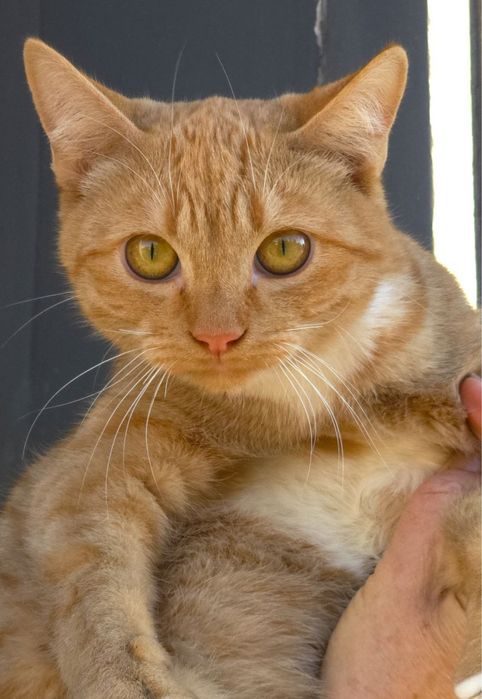 Хлопчик- підліток в добрі руки