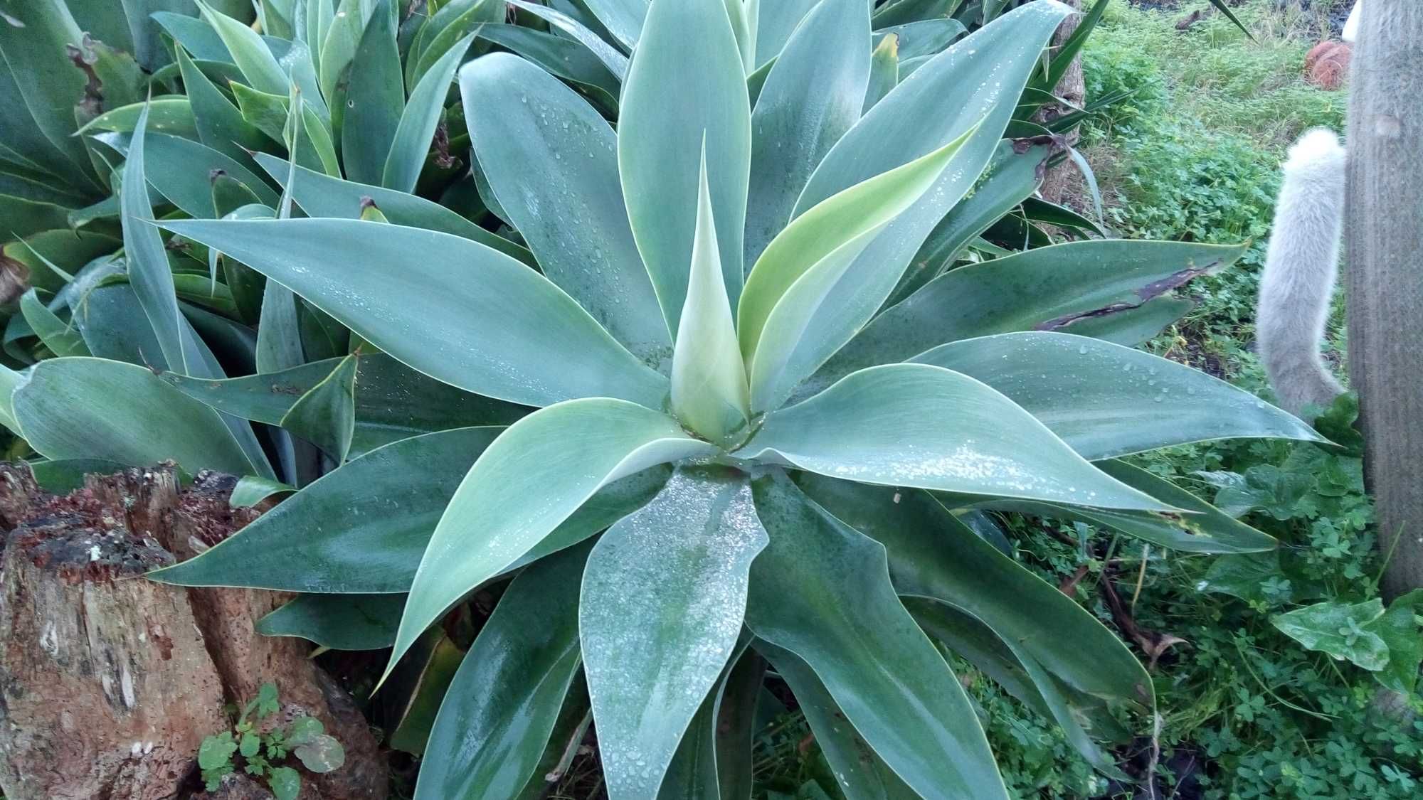 Planta Tromba-de-elefante
