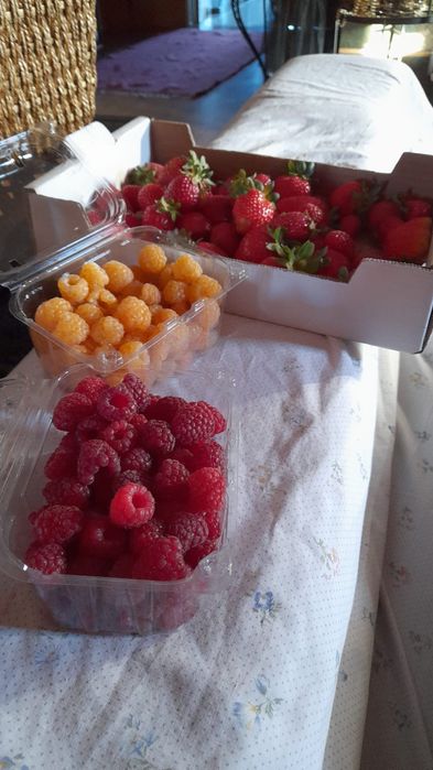 Vende-se framboesa vermelha