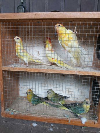 Papugi  faliste kolorowe widoczne na zdjeciu