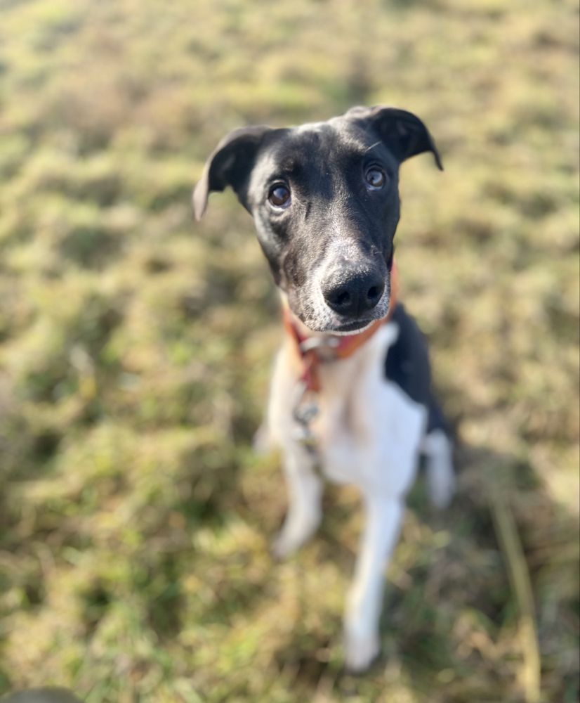 Mix charta z amstaffem Boczek do adopcji