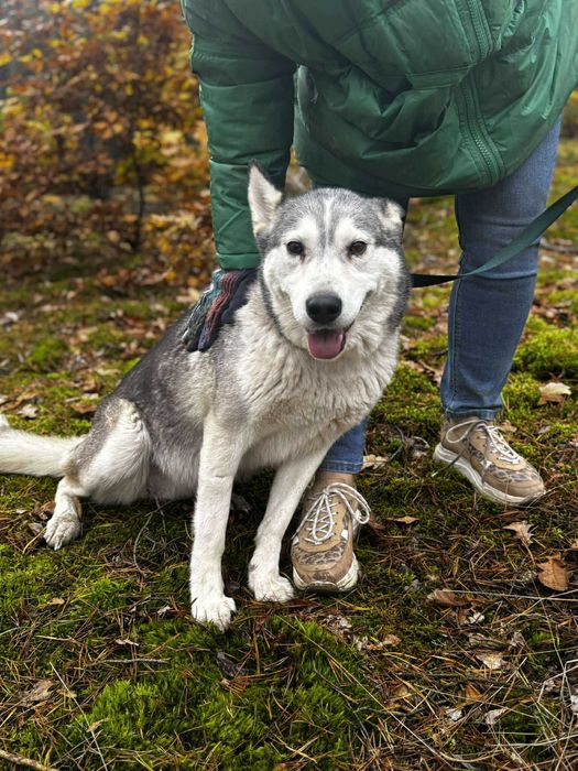 Przyjazna Luna w typie husky szuka domu
