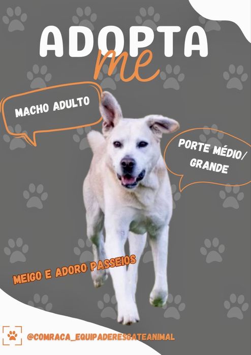 Macho adulto para adoção responsável