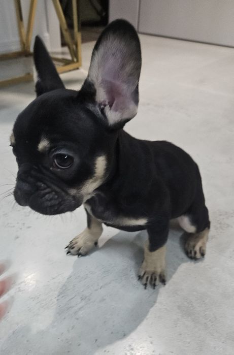 Buldog francuski suczka