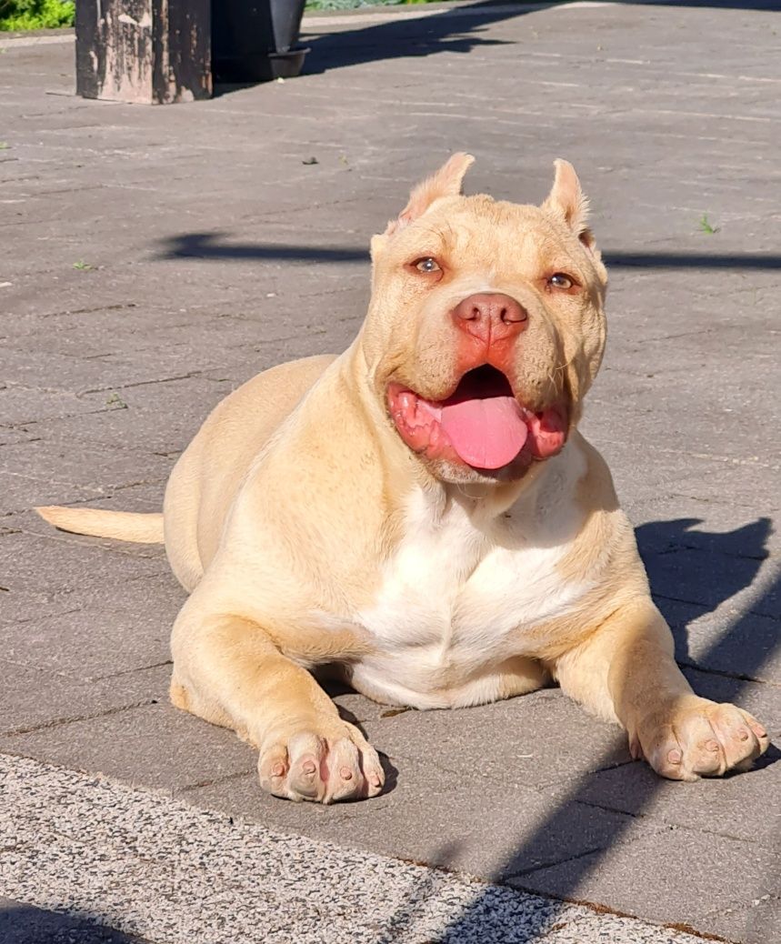 American Bully Xl suczka