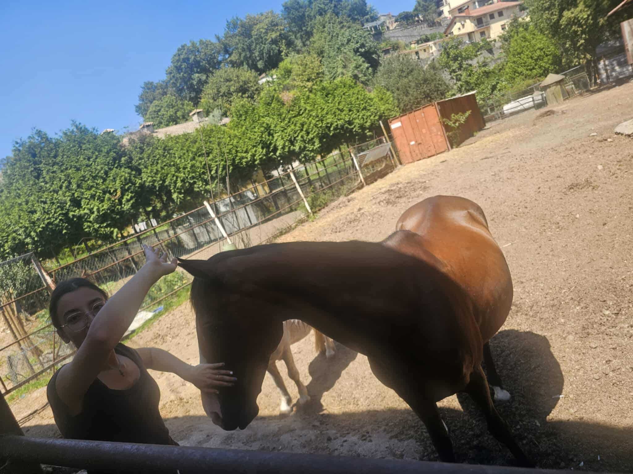 Cavalo puro sangue inglês