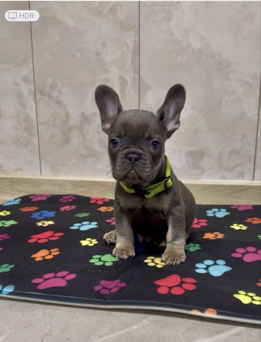 Блакитні та лілові бульдоги, хлопчики та дівчинка!Доставка