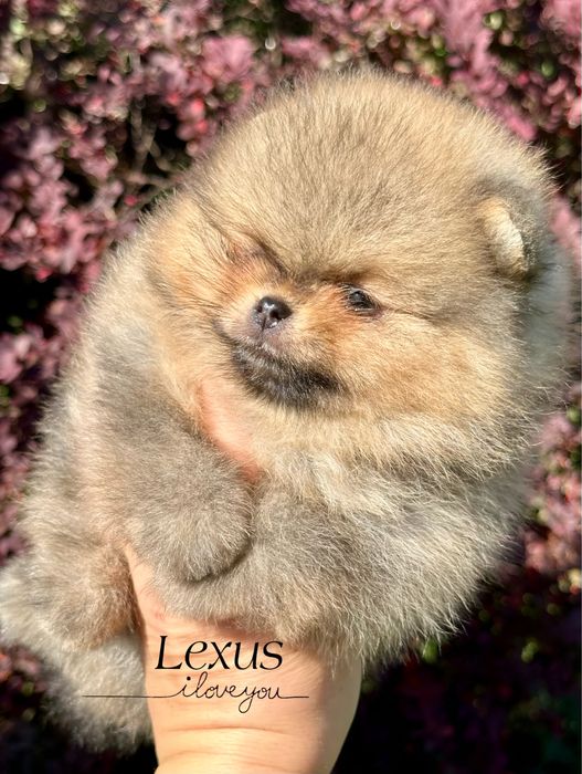 Pomeranian/szpic miniaturowy