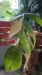 Epipremnum pinnatum Variegata