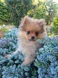 XXS malutka urocza BONNY sunia pomeranian, szpic miniaturowy. Cudowna