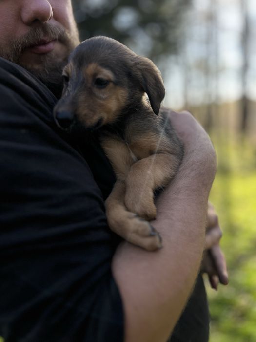 Do adopcji szczenietą po mamie Szkocki Collie