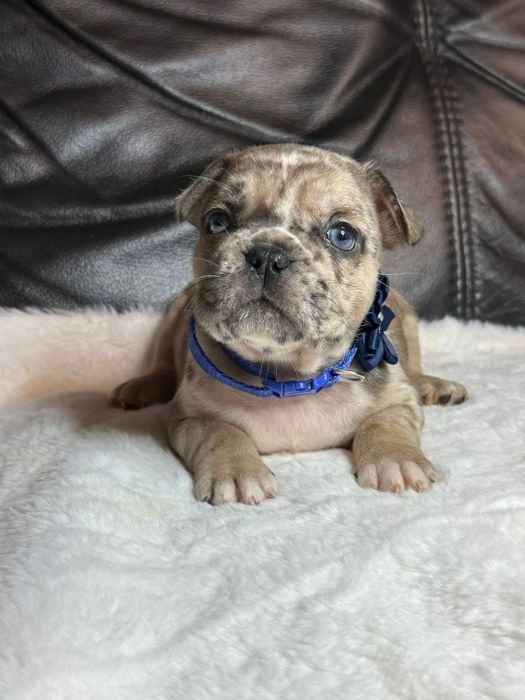 Buldog Francuski chłopczyk