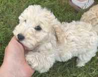 Bichpoo, poochon. Pudel red, bichon frise, pies gotowy do odbioru