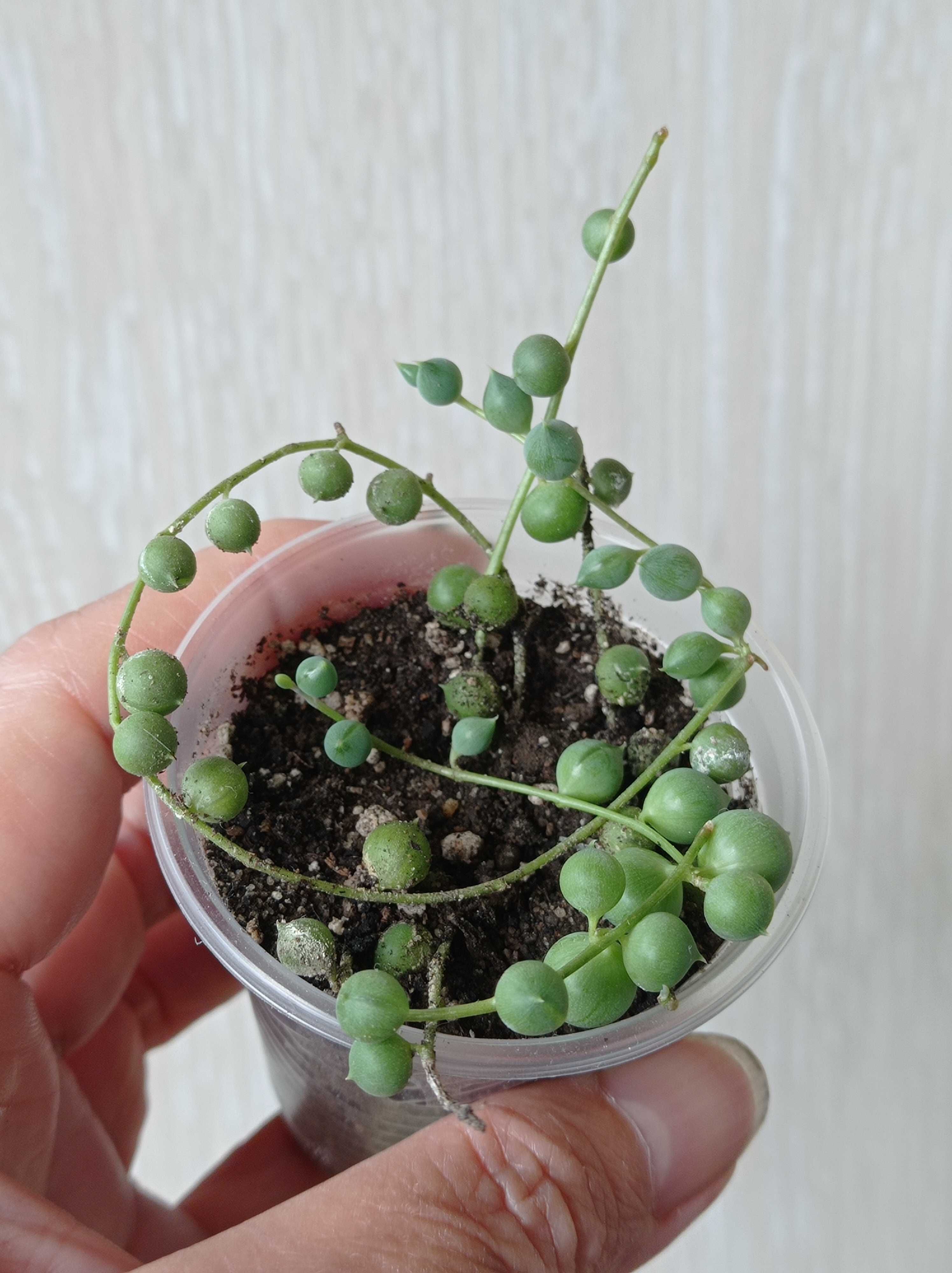 Хрестовник роулі (Senecio rowleyanus)