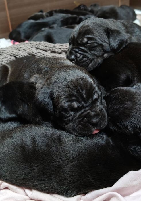 Szczenięta cane corso