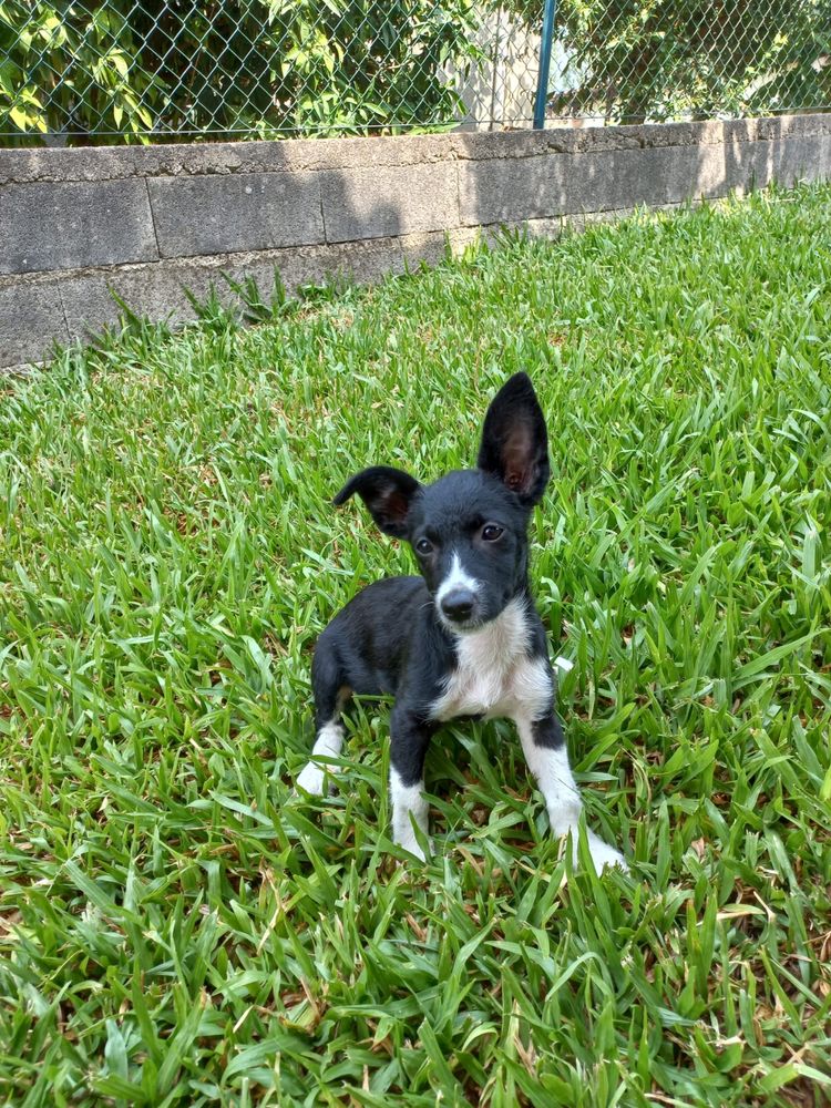Rabota - 3 meses, porte pequeno (6/8kg)