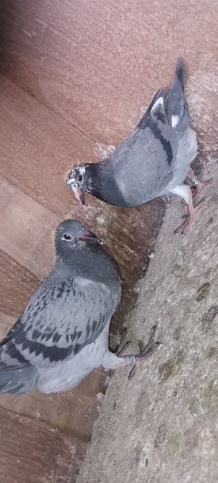 Pombos correios para venda de vários anos e varios  preços