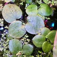 Limnobium Gąbczaste - Roślina akwarystyczna pływająca