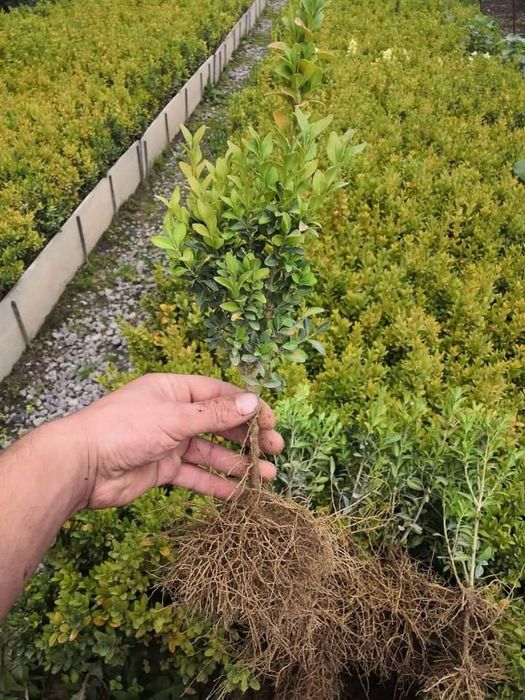 Самшит звичайний