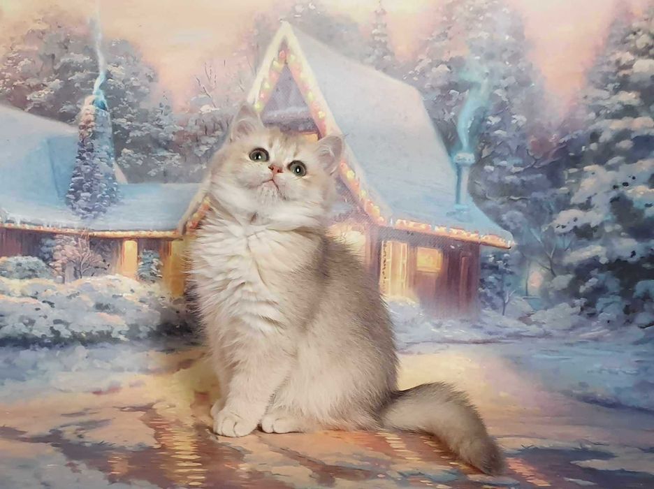 Очаровательная малышка Шанель. Шотландочка!