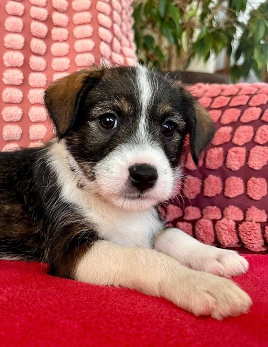 Wenus - mała psia dziewczynka do adopcji!