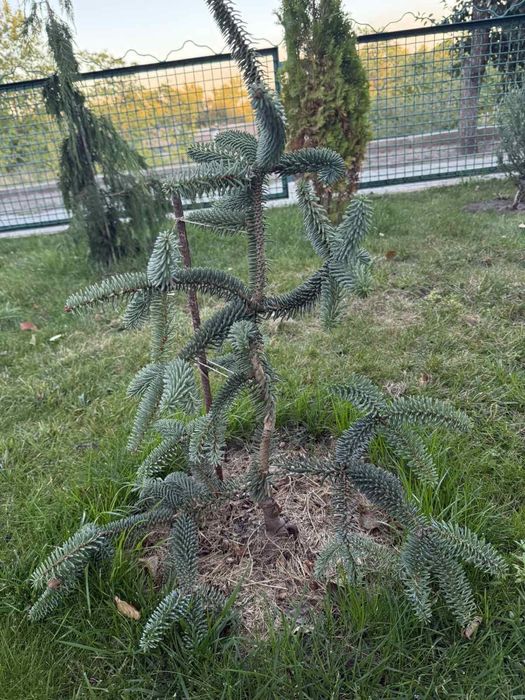 Пихта Келерис 80 см