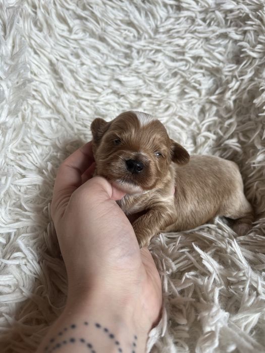 Wyjątkowy piesek cockapoo f1b mama cockapoo tata pudel toy red unikat