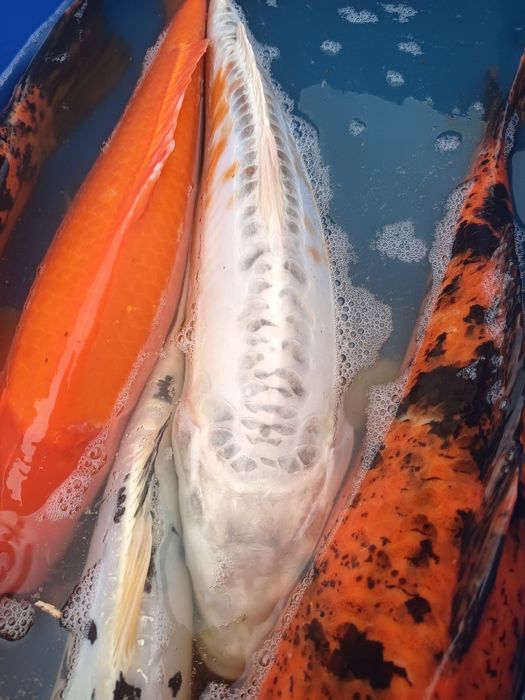 Koi Świętokrzyskie