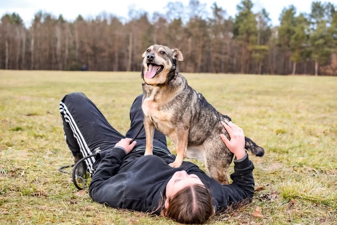 Daj dom cudownemu psiakowi! Merlin czeka!