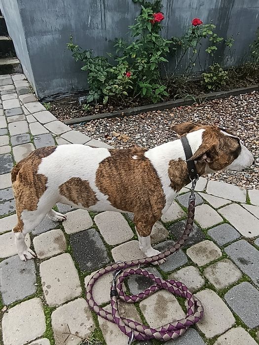 Bulterier miniatura suczka