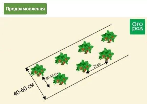 Ранняя клубника Брилла, итальянский сорт. Цена за 75 шт.