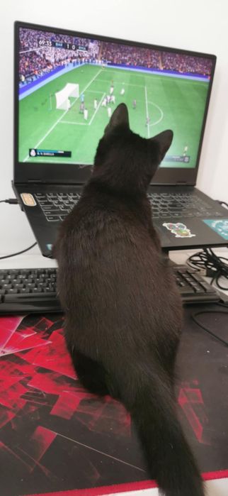 Ropuszka - mała grzeczna kotka do adopcji! Ur. 05-2025