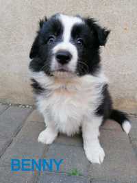 Border Collie rezerwacja