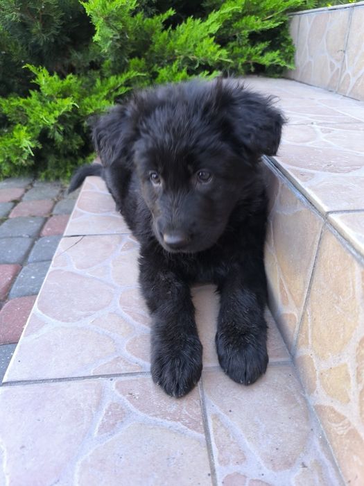 Czarna Suczka Długowłosa