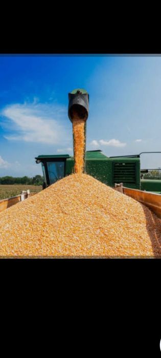 Sprzedam ziarno kukurydzy