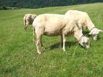 Owca mleczna fryzyjska. Matka
